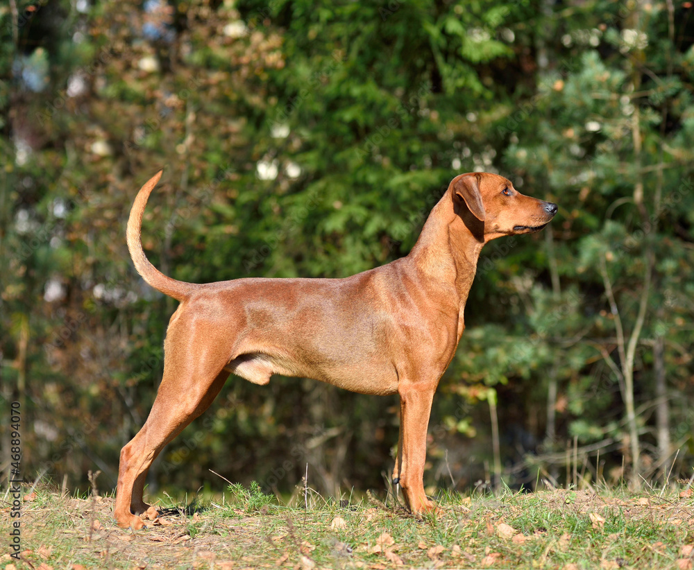 Sitting German Pinscher dog