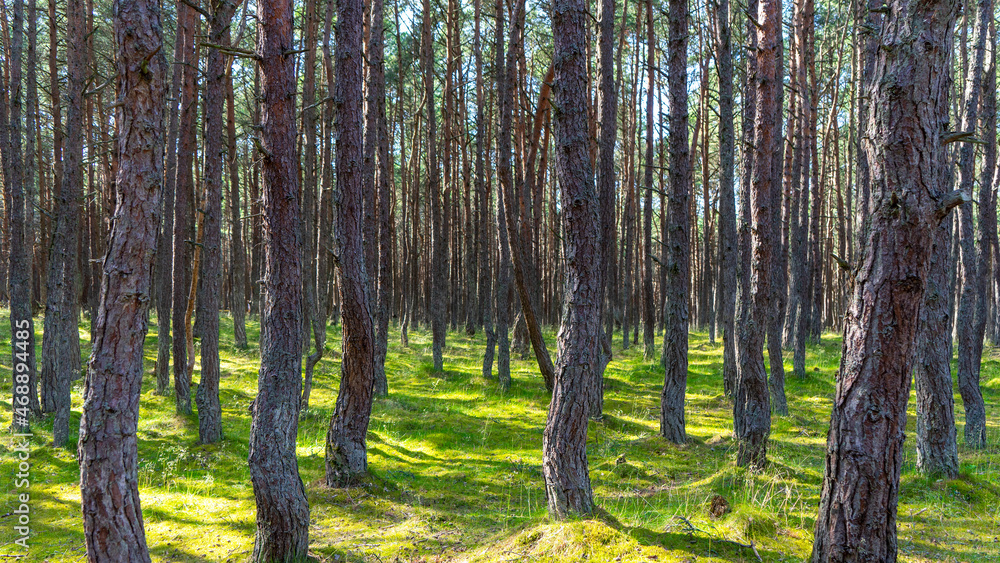 Obraz premium Fabulous dancing forest on green moss illuminated by rays of sunlight on the Curonian Spit, Kaliningrad region, Russia. Trunks of pine trees covered with moss in the forest or woods near of Baltic Sea