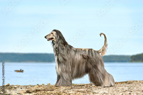 Картината върху платно Beautiful Afghan Hound