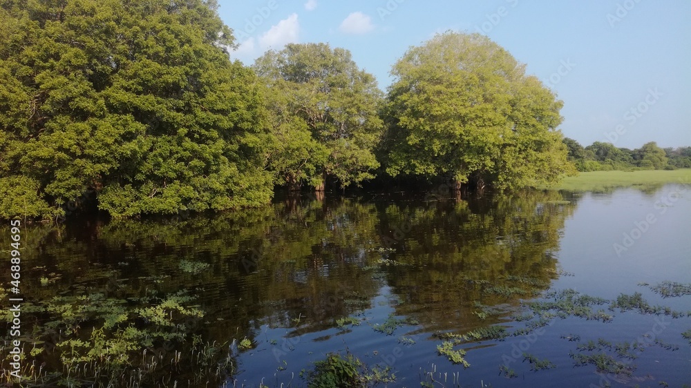 reflection of trees in the water reflection of trees in the water