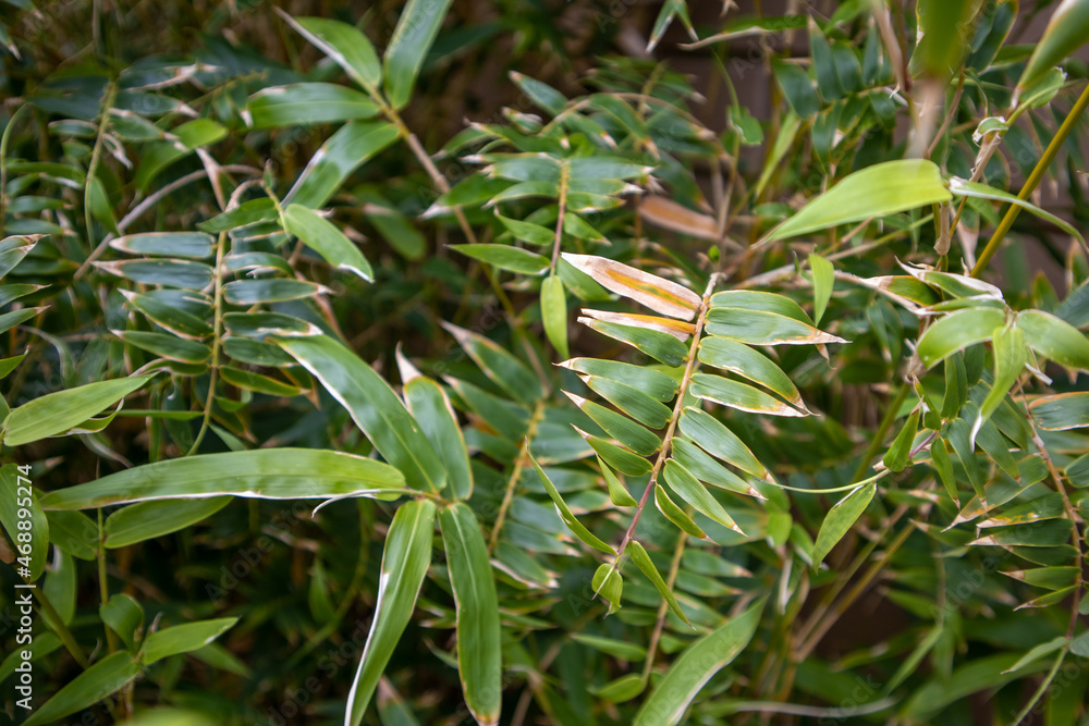 Bamboo leaves - close up