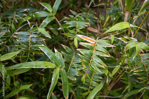 Bamboo leaves - close up