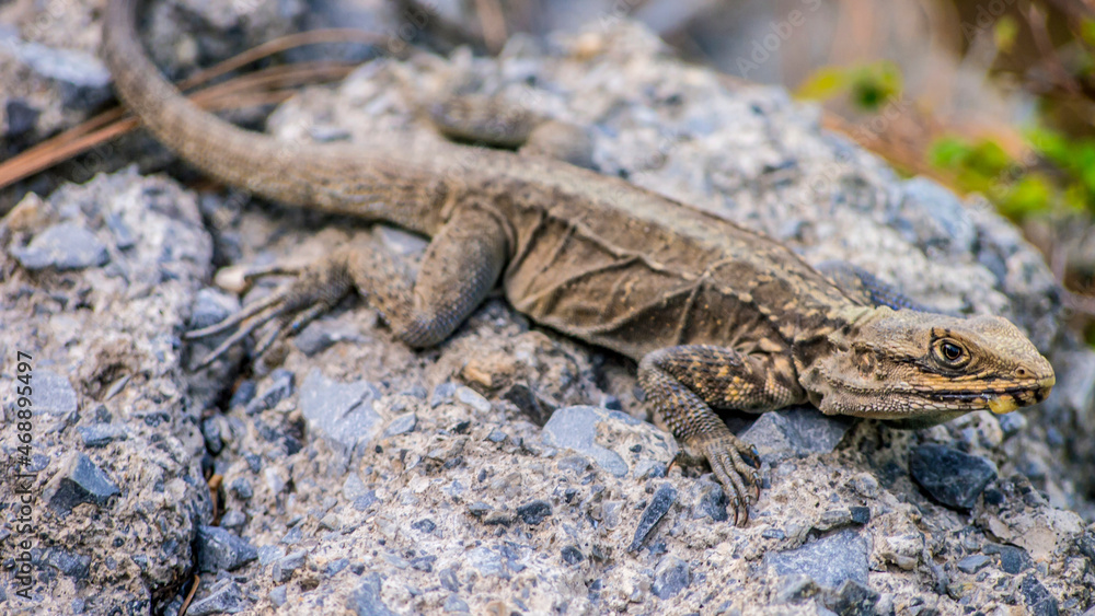 lizard on the rock lizard on the rock