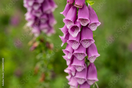 Fotografie Close up of the beautiful but toxic blossoms of foxglove (Digitalis purpurea) plants, blooming purple and pink