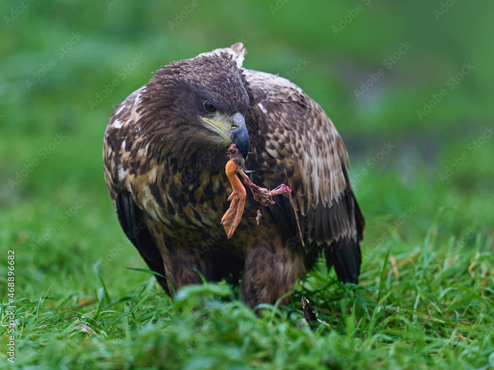 Fototapeta premium White-tailed eagle (haliaeetus albicilla)