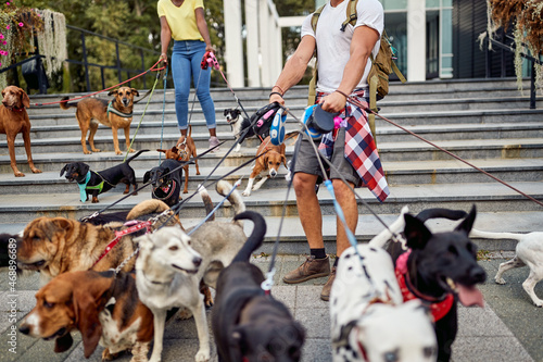 Photography A group of happy dogs led by dog walkers. Pets, walkers, service