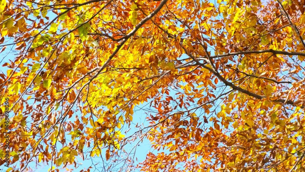 【自然】紅葉した秋の楓　鳥取県の大山	
