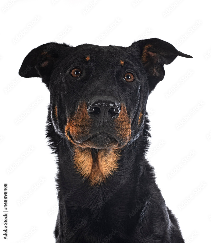 Obraz premium french shepherd in studio