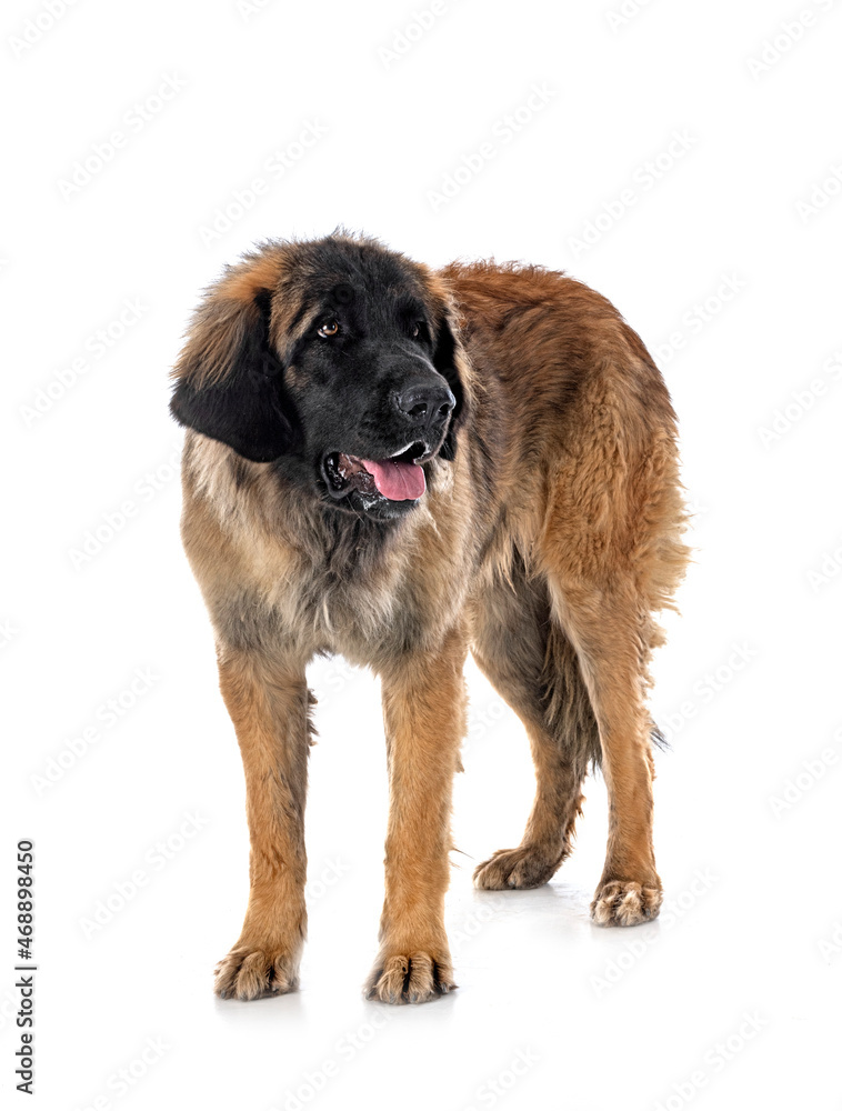 Leonberger in studio Leonberger in studio