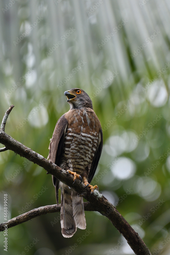 red tailed hawk red tailed hawk