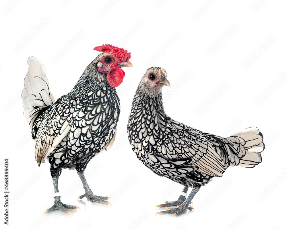 Fototapeta premium Sebright chicken in studio