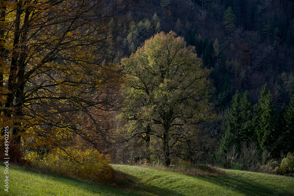 Bäume im goldenen Herbst; Österreich; Steiermark 