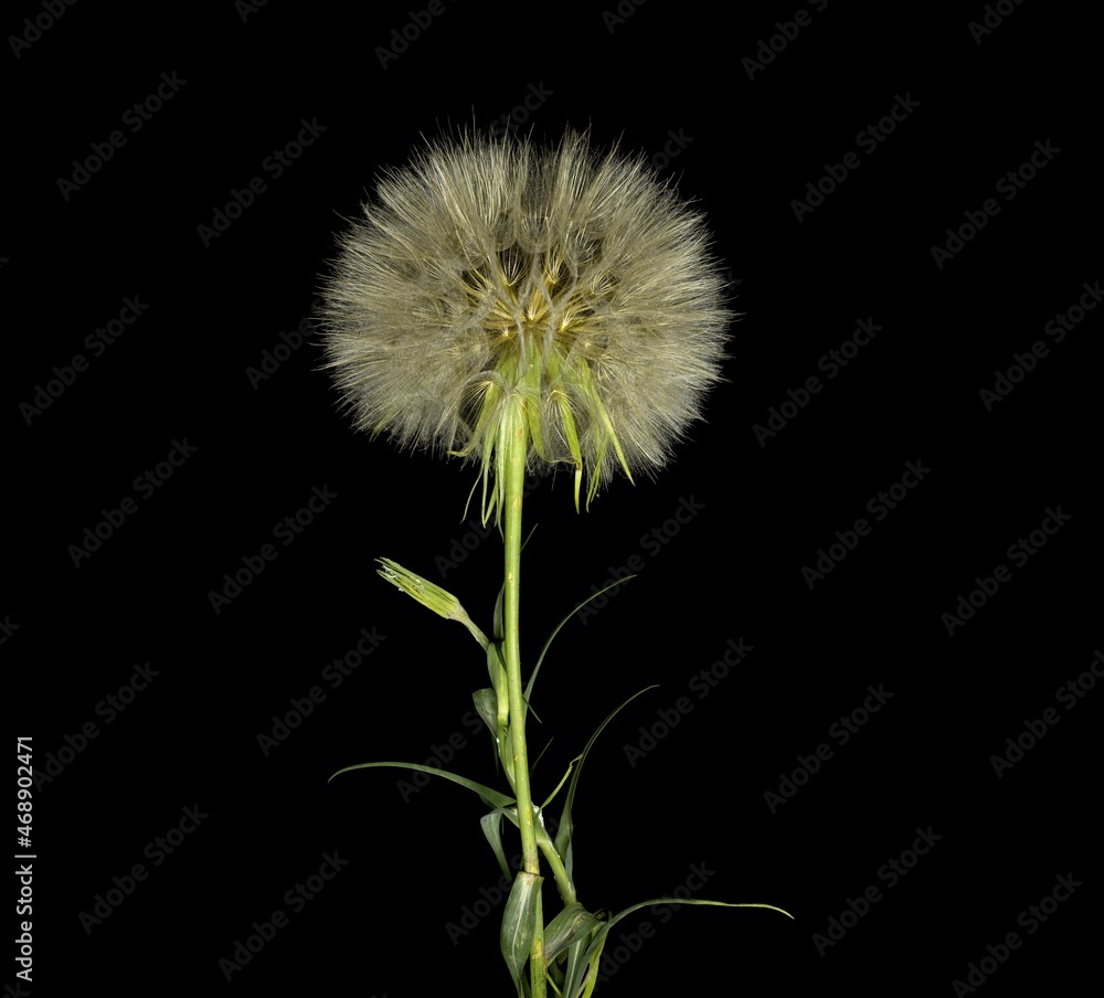Podospermum laciniatum, plant, seed and flower, common name, Margallos, Dividedleaved Vipers Grass, studio shot black background Podospermum laciniatum, plant, seed and flower, common name, Margallos, Dividedleaved Vipers Grass, studio shot black background