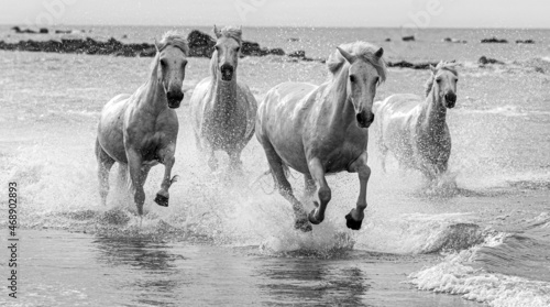 Fototapeta Naklejka Na Ścianę i Meble -  Camargue white horses