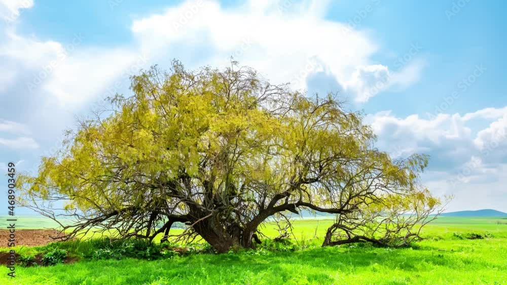 A beautiful branchy tree against the background of moving clouds. A fabulous oak tree in a lush spring meadow during the day Timelapse 4K A beautiful branchy tree against the background of moving clouds. A fabulous oak tree in a lush spring meadow during the day Timelapse 4K