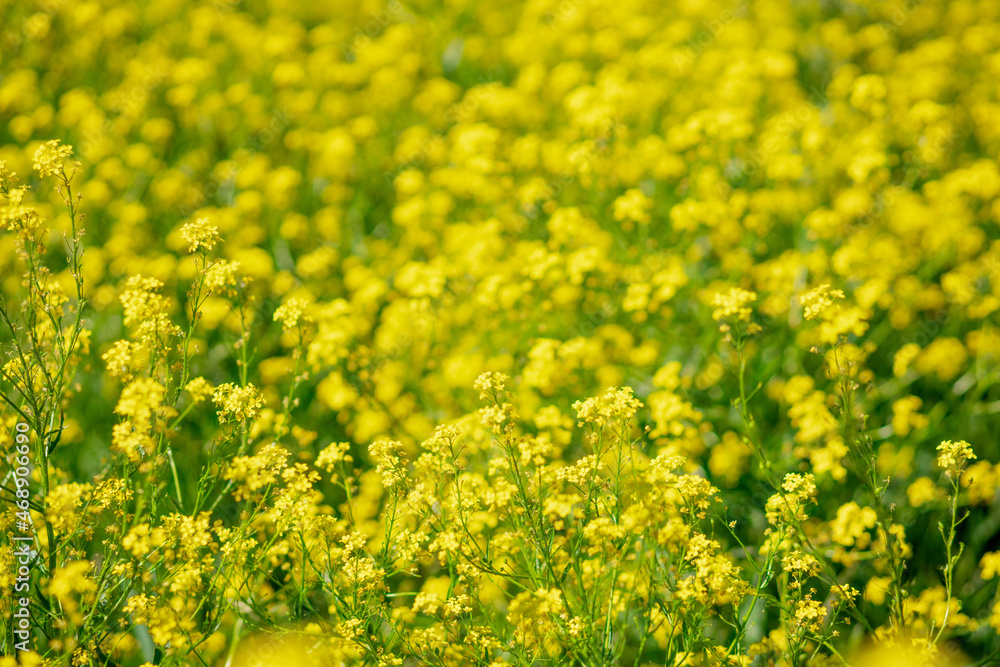Scenic rural landscape with yellow rape, rapeseed or canola field. Scenic rural landscape with yellow rape, rapeseed or canola field.