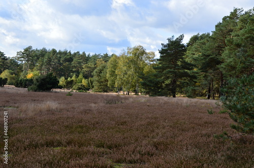 Herbst in der Krelinger Heide, Niedersachsen