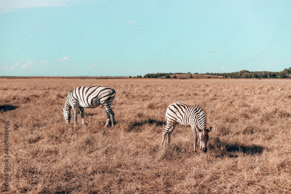 Obraz premium Beautiful zebras walking through the National park while eating