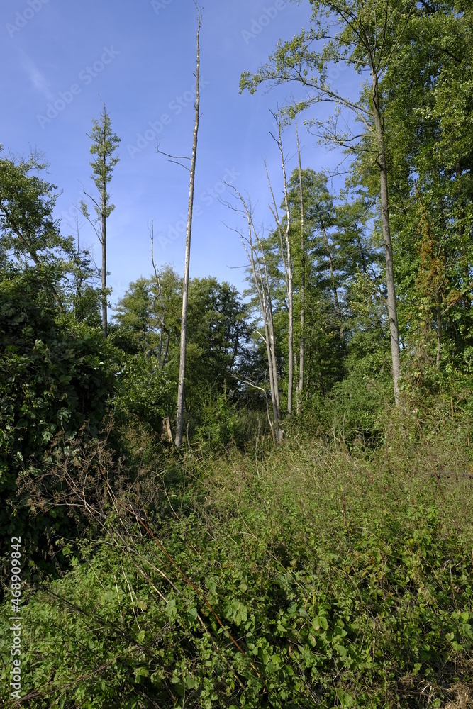 Baggerseen bei Dörfleins, Teil des LIFE-Naturprojekt Oberes Maintal, Stadt Hallstadt, Landkreis Bamberg, Oberfranken, Franken, Bayern, Deutschland Baggerseen bei Dörfleins, Teil des LIFE-Naturprojekt Oberes Maintal, Stadt Hallstadt, Landkreis Bamberg, Oberfranken, Franken, Bayern, Deutschland