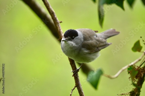 oiseau