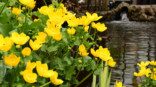 caltha