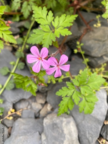 fleur