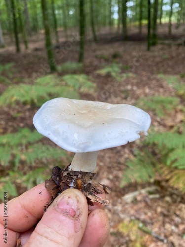 champignon