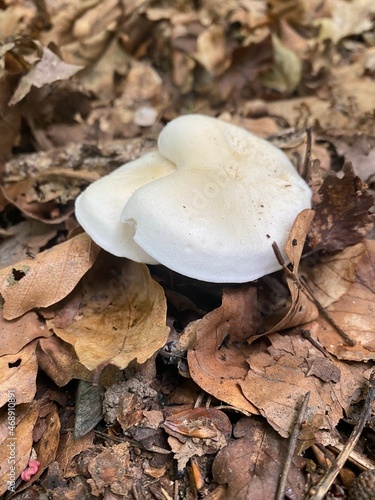 champignon