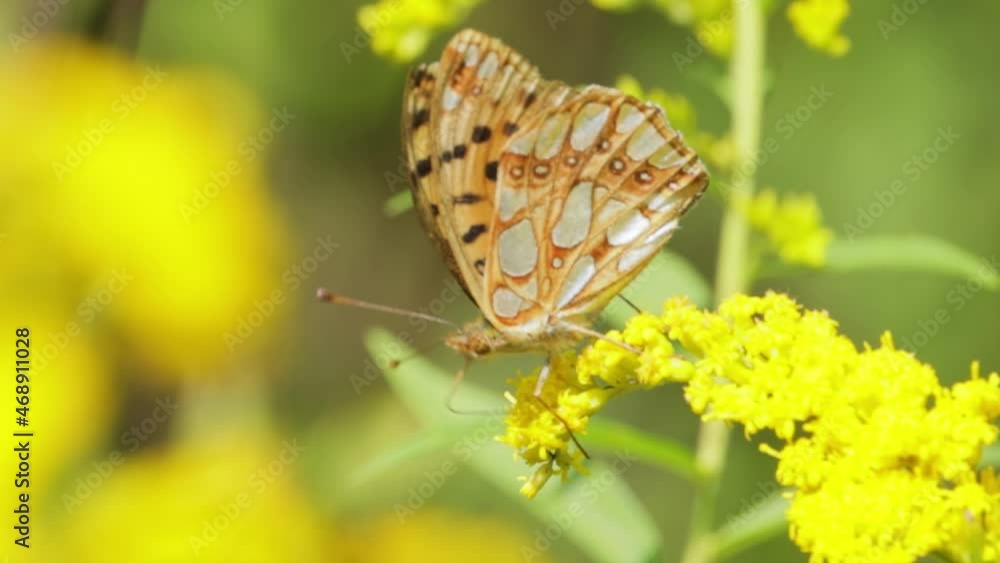 Butterfly Queen of Spain fritillary (Issoria lathonia) is a butterfly