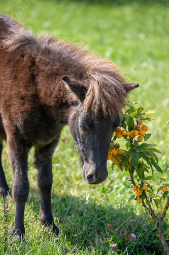 pony eating grass