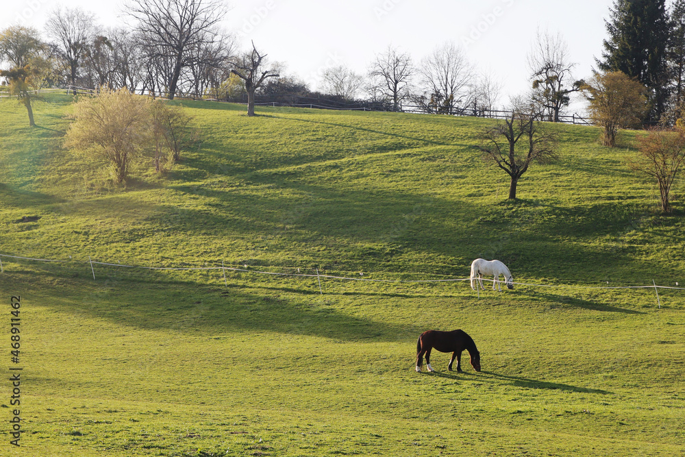 Horses at a farm in Baden-Wurttemberg, Germany