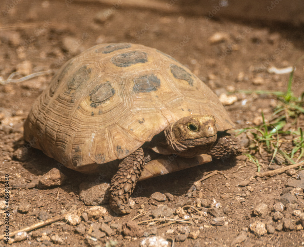Obraz premium Turtle walks across open field.
