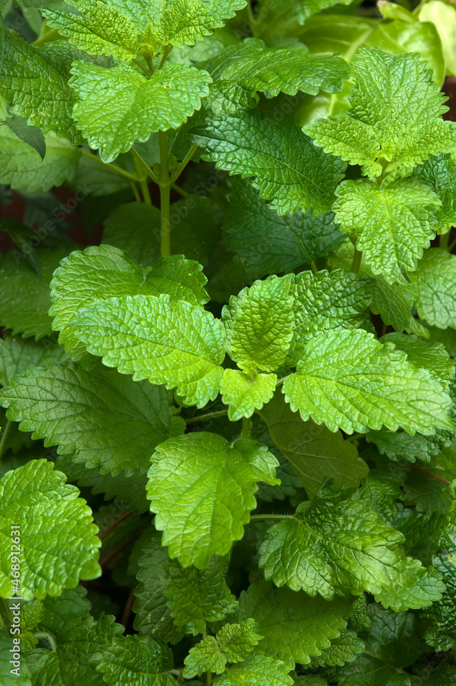 Sydney Australia, green leaves of melissa officinalis or lemon balm Sydney Australia, green leaves of melissa officinalis or lemon balm