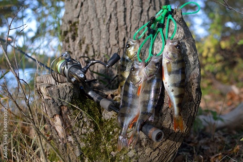 Wallpaper Mural Fishing on the river, catch. Torontodigital.ca