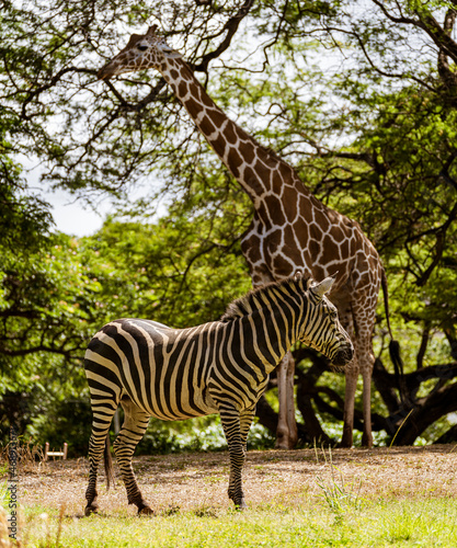 Giraffe and zebra stand near each other in field, looking in opposite directions to better spot predators.