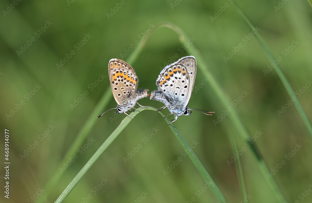 Obraz premium Argus-Bläuling - 