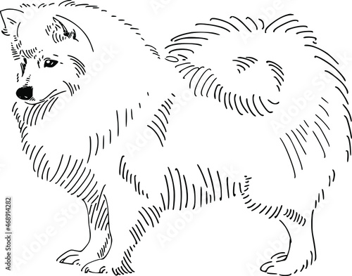 vector illustration The Japanese Spitz dog