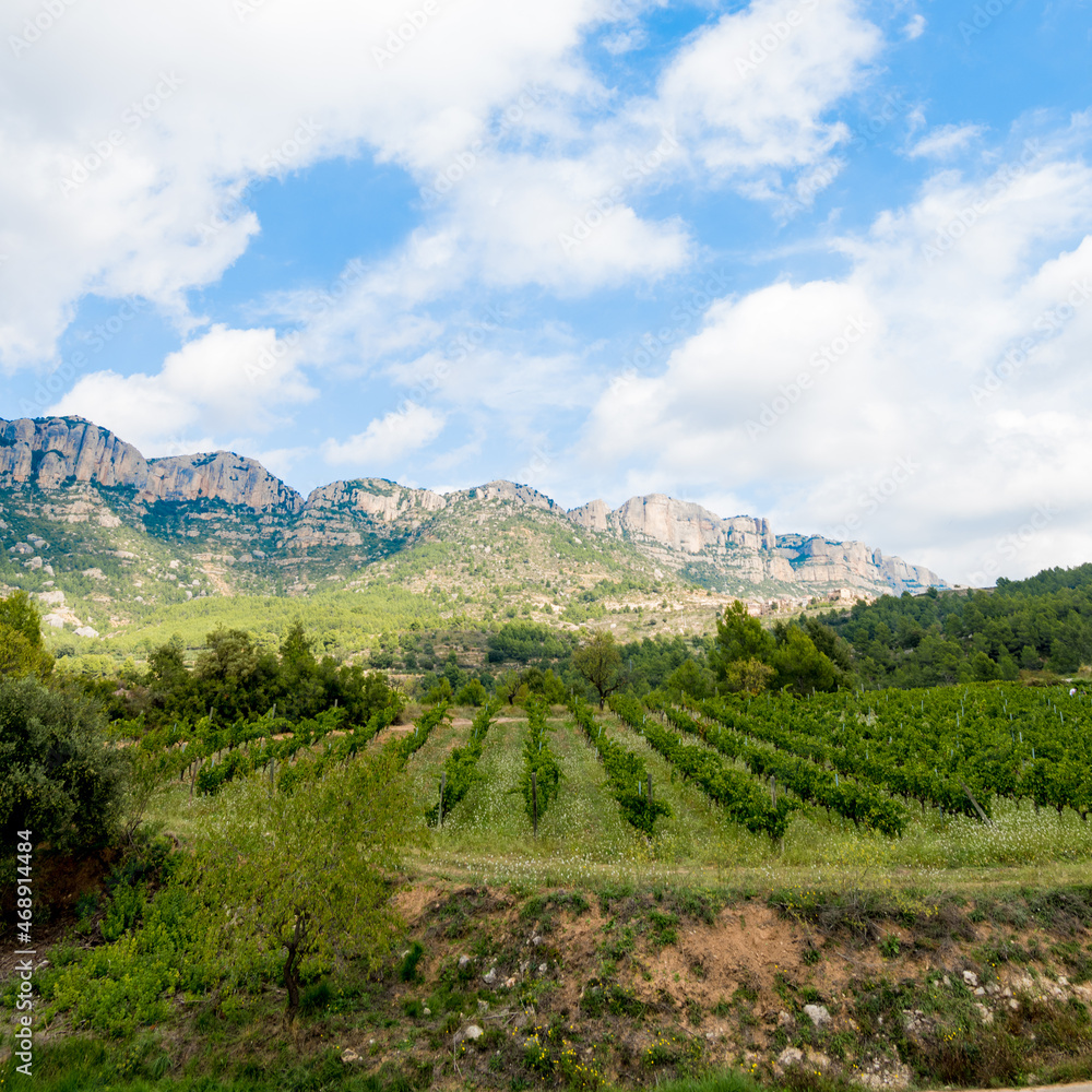 Viñedoscon suelo de pizarra (llicorella) antes de la vendimia en La Morera de Montsant , en pleno Parque Natural de la Sierra de Montsant , un dia de otoño,. Priorat, Tarragona, España