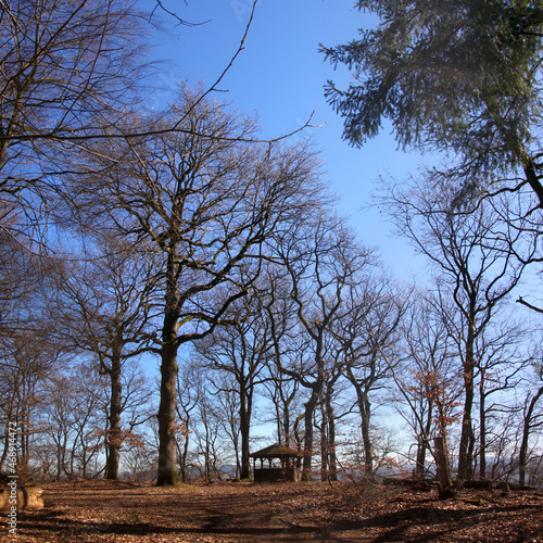 Hiking hut under gnarled trees in a bare deciduous forest in early spring photo