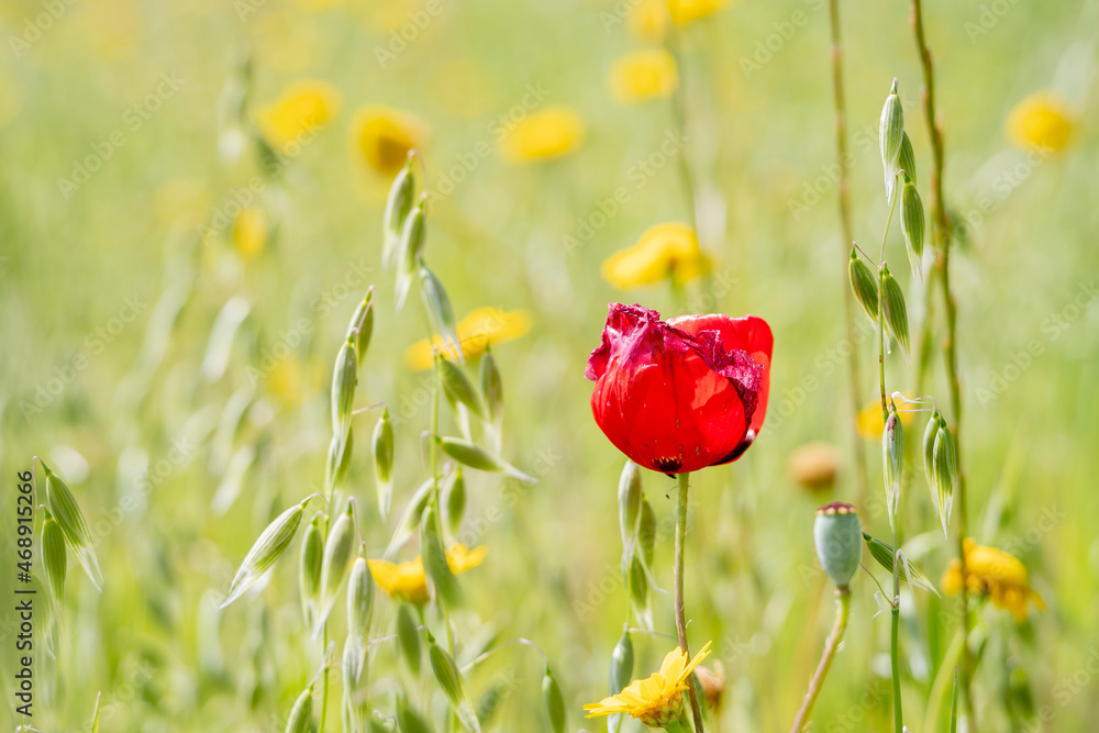 Obraz premium A pretty red poppie and lovely yellow daisies during spring