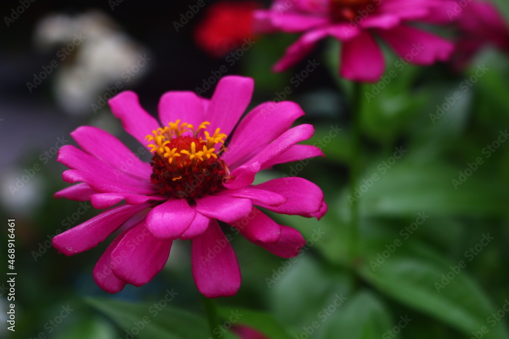 flowers with bright colors that grow in the yard so that it makes a beautiful view flowers with bright colors that grow in the yard so that it makes a beautiful view