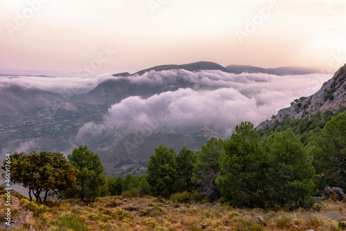 Conifer forest against valles with pink clouds and mountain range during sunrise, Sierra Nevada Mountains, Granada, Spain