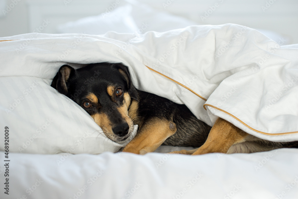 Foto Stock Black dog on white sheets. High key image of back dog in bed
