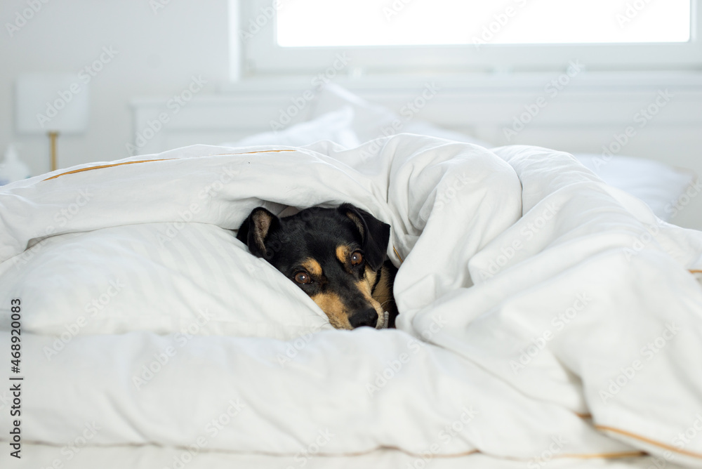 Black dog on white sheets. High key image of back dog in bed with pillow and sheets. Closeup of pupy on White Sheets. sleeping black dog in a white quilt. Black sleeping dog on bed, white sheets. Black dog on white sheets. High key image of back dog in bed with pillow and sheets. Closeup of pupy on White Sheets. sleeping black dog in a white quilt. Black sleeping dog on bed, white sheets.