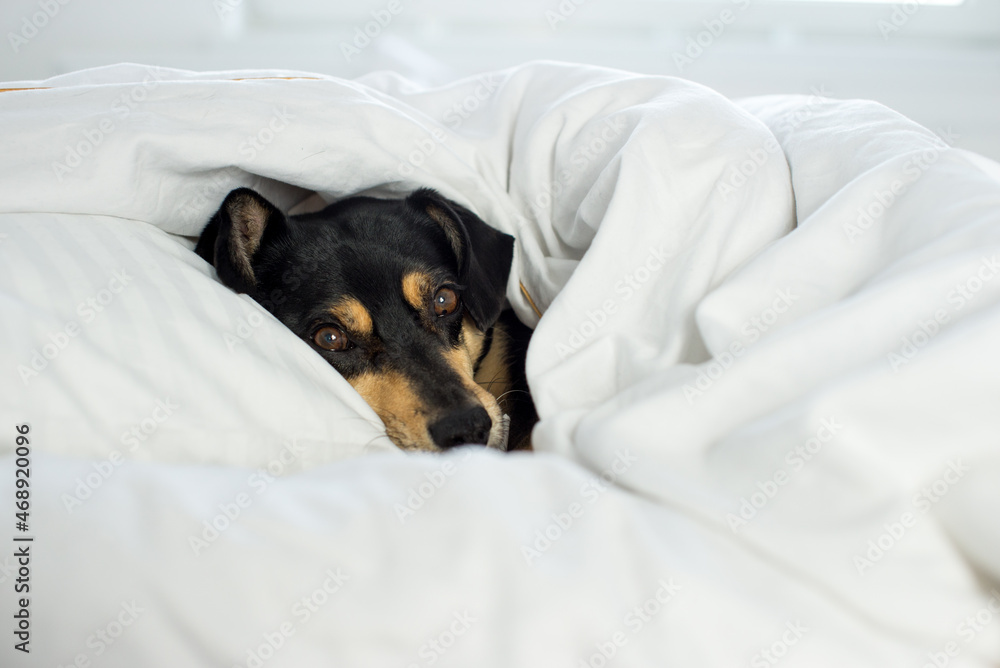 Black dog on white sheets. High key image of back dog in bed with pillow and sheets. Closeup of pupy on White Sheets. sleeping black dog in a white quilt. Black  sleeping dog on bed, white sheets.