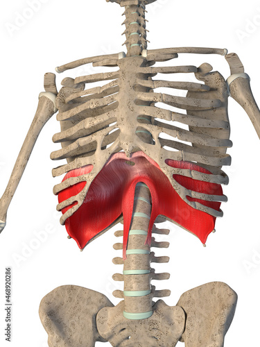 Bild auf Leinwand 3d Illustration of the Diaphragm Muscle on a White Background