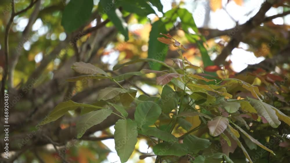 Schleichera oleosa (Also called gumlac tree, Indian lac, Malay lac