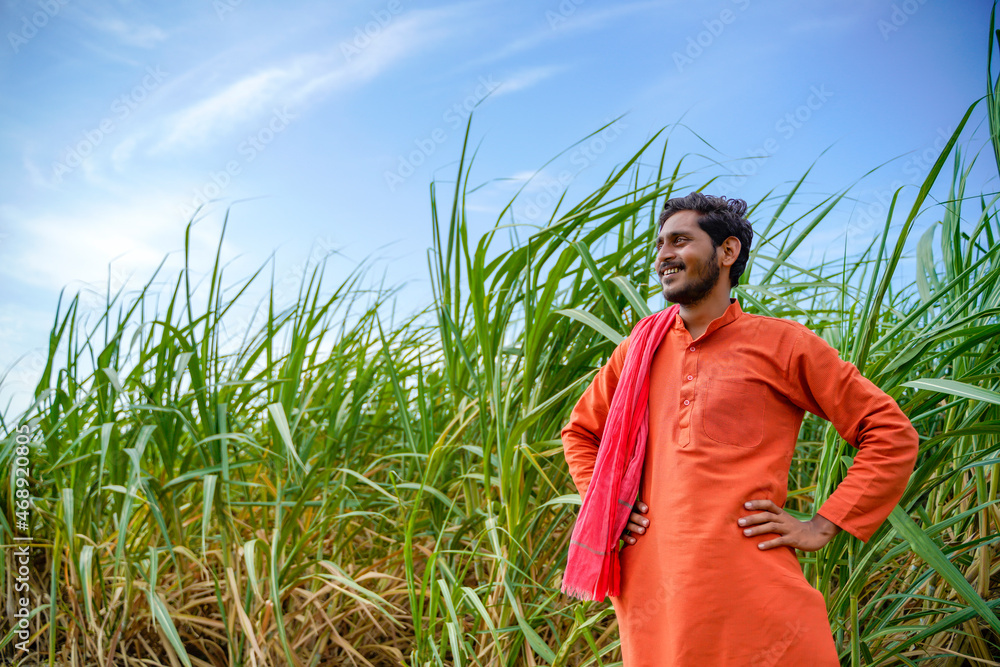indian farmer at green sugarcane agriculture field. indian farmer at green sugarcane agriculture field.