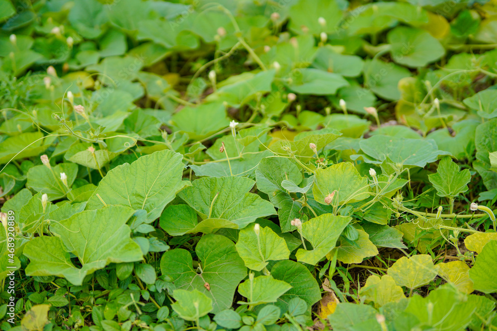 green leaf of vegetables at agriculture field. green leaf of vegetables at agriculture field.