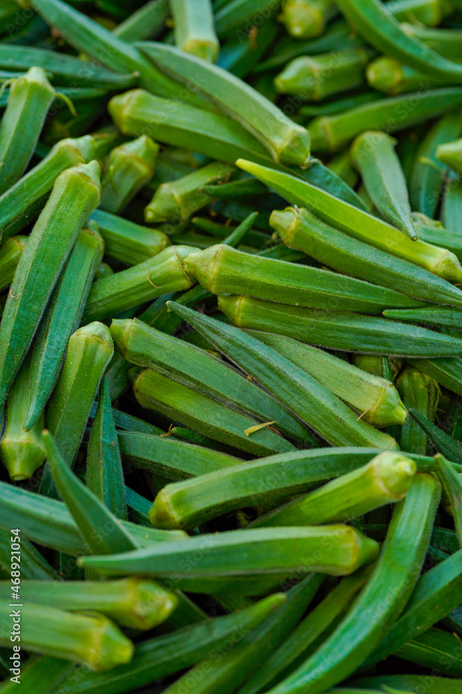 uncooked Green okra or lady finger at agriculture field. uncooked Green okra or lady finger at agriculture field.